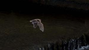 Daubenton Yarasası (Myotis Daubentoni)