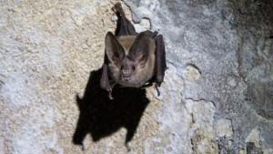 Daubenton Yarasası (Myotis Daubentoni)