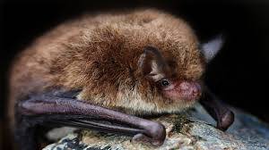 Daubenton Yarasası (Myotis Daubentoni)