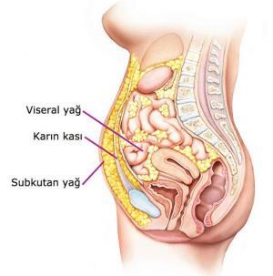 Karın Yağları Hakkında Gerçekler