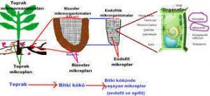 Enzimler ve Fitohormonlar