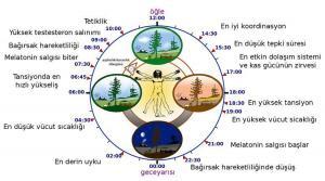 Hipotalamusun Uyku-Uyanıklık Döngüsünü Düzenlemedeki Rolü