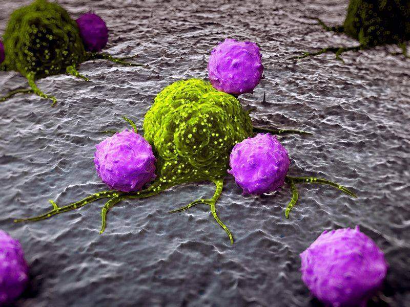 Düzenleyici T Hücrelerinin Genel Özellikleri
