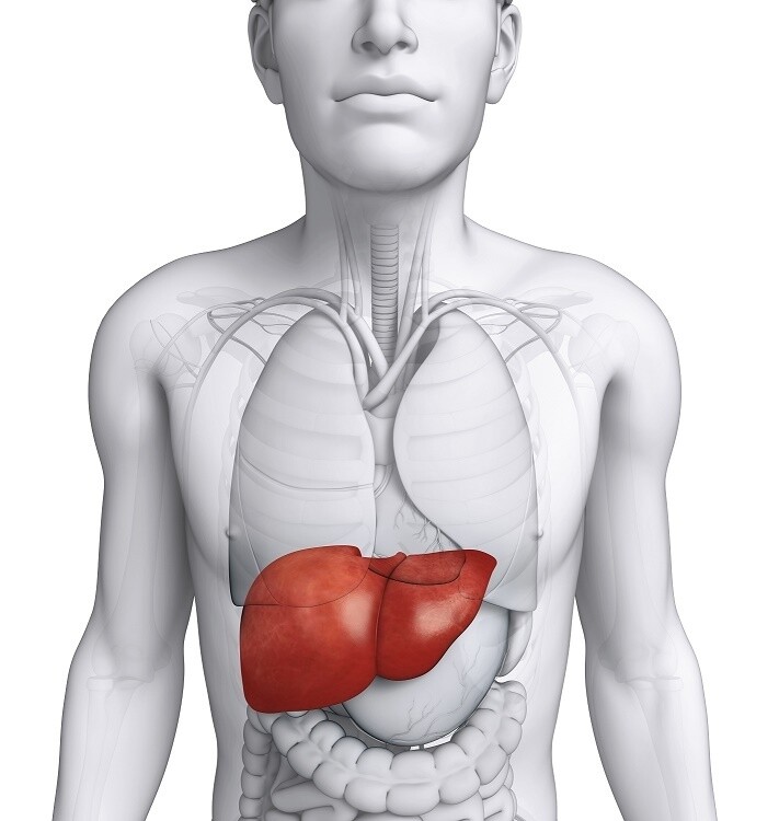 Karaciğerin Tolerojenik Ortamı