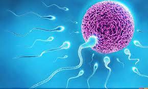 Sperm Sayısının Genetik ile İlişkisi