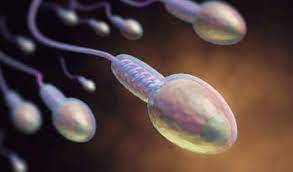 Sperm Morfolojisi ve Parametreleri