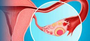 Testisin İşleyişinde Büyüme Hormonun Rolü