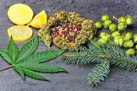 Terapötik Önemi Olan Monoterpenler ve Seskiterpenler