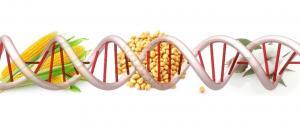 Nutrigenomik-Diyet-Besin