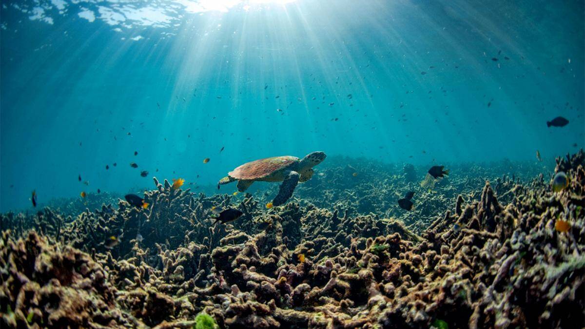 Okyanus Asitlenmesi Ve Canlılara Etkisi