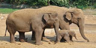 Fildişi Üzerine Bilinmesi Gerekenler ve Filler Açısından İçerdiği Tehlikeler