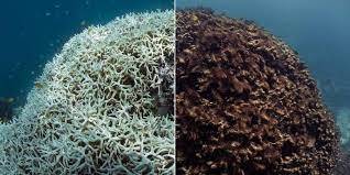 Mercan Ağarmasına Neden Olan Nedir ve Resifler İyileşebilir mi?