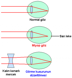 İçbükey ve Dışbükey Mercekler