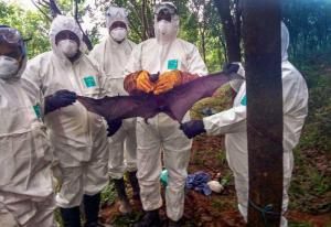 Nipah Virüsü: Bu Ölümcül Hastalığın Nedenleri, Belirtileri ve Tedavisi