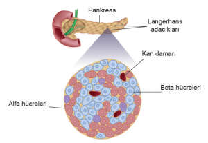 Langerhans Adacıkları  (Beta Adacık Hücreleri): Tanım, Histoloji ve İşlevi