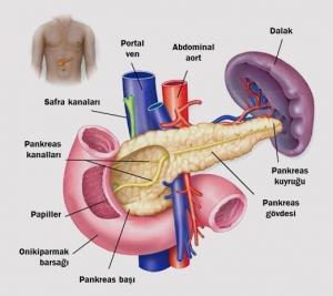 Langerhans Adacıkları  (Beta Adacık Hücreleri): Tanım, Histoloji ve İşlevi