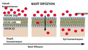 Bitkiler ve Hayvanlar İçin Difüzyonun Önemi