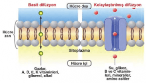 Bitkiler ve Hayvanlar İçin Difüzyonun Önemi