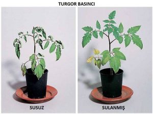 Bitkiler ve Hayvanlar İçin Difüzyonun Önemi