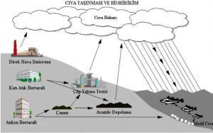Biyoakümülasyon (Biyobirikim) ve Biyomagnifikasyon