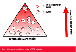 Biyoakümülasyon (Biyobirikim) ve Biyomagnifikasyon