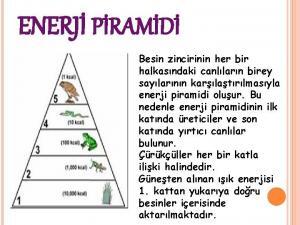 Ekolojik Piramitler ve Farklı Tipleri