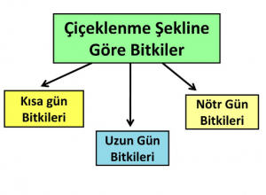 Fotoperiyodizmin Bitkiler ve Hayvanlar Üzerindeki Etkileri
