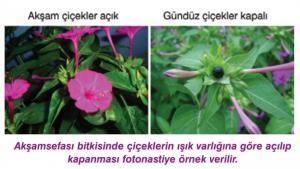 Bitkilerde Tropik ve Nastik Hareketler