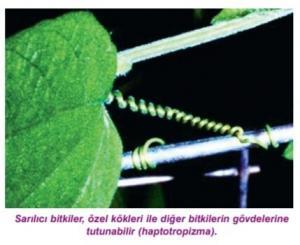 Bitkilerde Tropik ve Nastik Hareketler