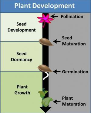 Dormancy in Seeds, Stages, Types and Importance