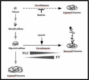 Vernalization Process, Functioning and Importance in Plants