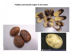 Bitkilerde Soğuk ve Donma Zararlanması