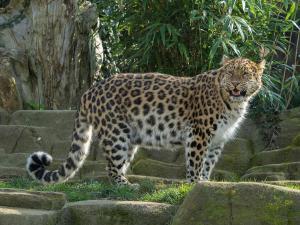 Amur Leoparı Nasıl Bir Canlıdır?