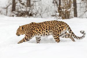 Amur Leoparı Nasıl Bir Canlıdır?