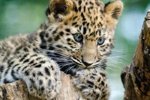 Amur Leoparı Nasıl Bir Canlıdır?