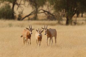 Pala Boynuzlu Oriks Nasıl Bir Canlıdır?