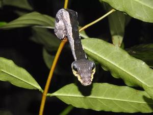 Hemeroplanes Tırtılı Nasıl Bir Canlıdır?