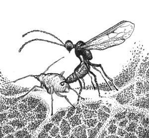 Cotesia Congregata Nasıl Bir Yaban Arısıdır?