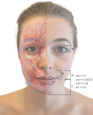 Filtrum (Philtrum) Nedir?