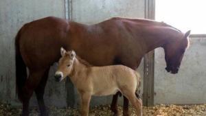 Przewalski Yaban Atı Nasıl Bir Canlıdır?