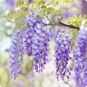 Wisteria Ağacı Nasıl Bir Bitkidir?