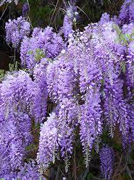 Wisteria Ağacı Nasıl Bir Bitkidir?
