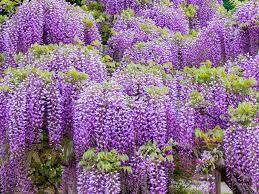 Wisteria Ağacı Nasıl Bir Bitkidir?