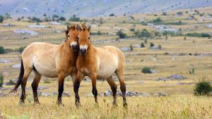 Przewalski Yaban Atı Nasıl Bir Canlıdır?