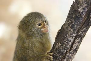 Cüce Marmoset Nasıl Bir Canlıdır?