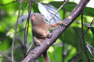 Cüce Marmoset Nasıl Bir Canlıdır?