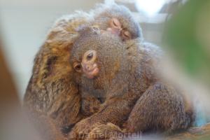 Cüce Marmoset Nasıl Bir Canlıdır?