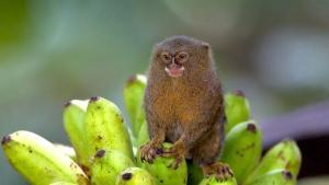 Cüce Marmoset Nasıl Bir Canlıdır?