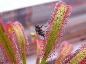 Drosera Capensis Nasıl Bir Bitkidir?