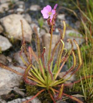 Drosera Capensis Nasıl Bir Bitkidir?